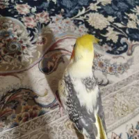 فروش طوطی دستی و رام تازه دون خور شده