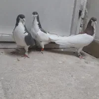 کبوتر