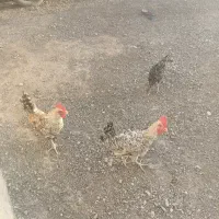 جوجه مرغ محلی