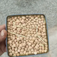 فروش 2تن نخود درجه 1 برداشت امسال