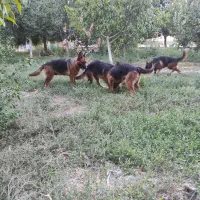 همکاری پاره وقت در پانسیون
