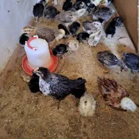 جوجه گلین ریشو‌، مرندی و بلک استار برهما