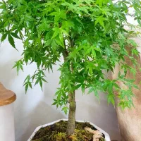 بونسای افرا/خاص‌ترین بونسای/بسیارشاداب درحال رشد