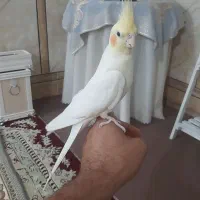 عروس هلندی  نر