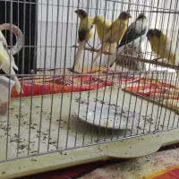 فروش تعداد جوجه قناری