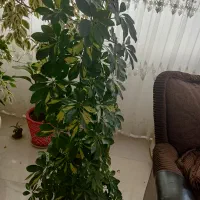 گل شفتلرا