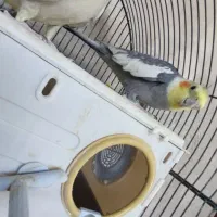 عروس هلندی جفت تخم جوجه