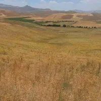 اجاره زمین کشاورزی دیم