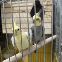جفت عروس هلندی مولد