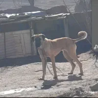 توله ۷ماهه پژدرگله بر و نگهبانی