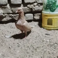 زرد‌دمسفید‌‌کرمانی