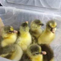 جوجه غاز محلی