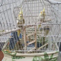 فروش عروس هلندی و مرغ عشق