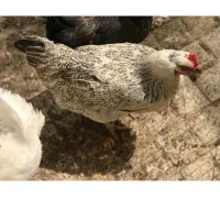 مرغ تخم گذاز جوان