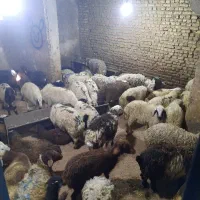 گوساله گوشتی  با قصاب گوسفند زنده