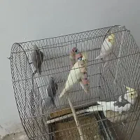 عروس هلندی