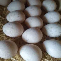 بوقلمون نطفه دار