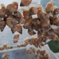 فروش حلزون غولپیکر آفریقایی آلبینوAchatina Albino