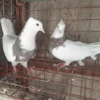 کبوتر طوقی ، تهرانی