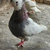 یک جفت طوقی جوونه نر سوسنی ماده مشکی