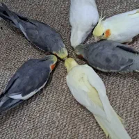 طوطی عروس