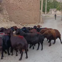 میش قزل افشار آبستن درجه یک