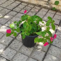 گل ناز (حنا)