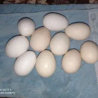 تخم مرغ محلی  ملاثانی