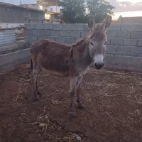 الاغ گله