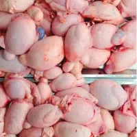 لوازم یدکی گوساله گوسفند.