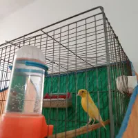 فروش قناری . گلبسر . سهره . همه اماده جفت