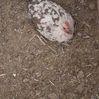 مرغ گلین لری کُرُپ