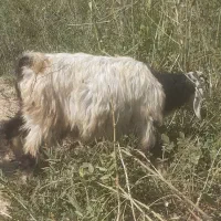 بزغاله ماده نگهداری و نذر