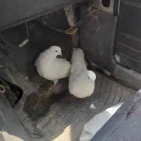 کبوتر