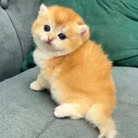 مجموعه گربه های اشرافی