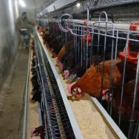 فروش مرغ محلی گلپایگانی تخم گذار