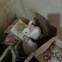 خرگوش