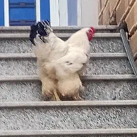 خروس برهما