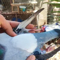 کبوتر پلاکی مسافتی با خط خونی