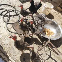 جوجه بوقلمون ۳ ماهه