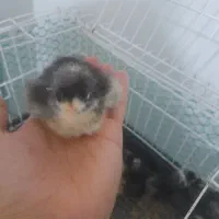 جوجه سه روز امروک اصل