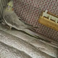عروس هلندی ماده