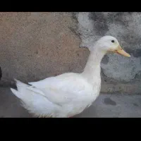 اردک‌