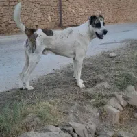 سگ نژاد افغان