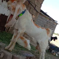 نر گلابی