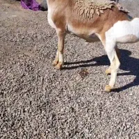 بره قوچی درج یک