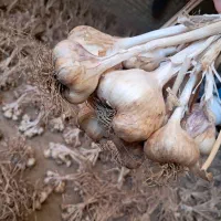 حدود ۵۰۰ کیلو سیر همدان