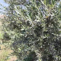 باغ-زیتون-3200متر-مثمر