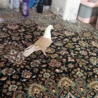 کبوتر چپی چادری مشهدی