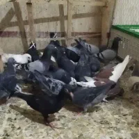 جوانه نر